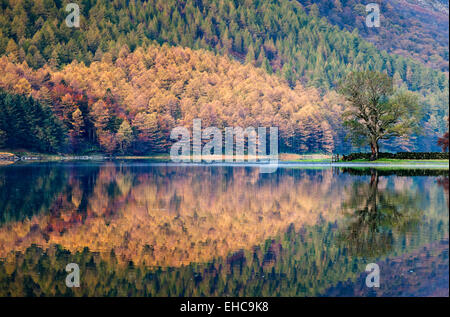 Reflexionen in Buttermere im Herbst, Buttermere, Nationalpark Lake District, Cumbria, England, UK Stockfoto