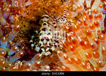 Ein paar von Coleman Garnelen (Periclimenes Colemani) versteckt in Variable Feuer Seeigel (Asthenosoma Varium) Stockfoto