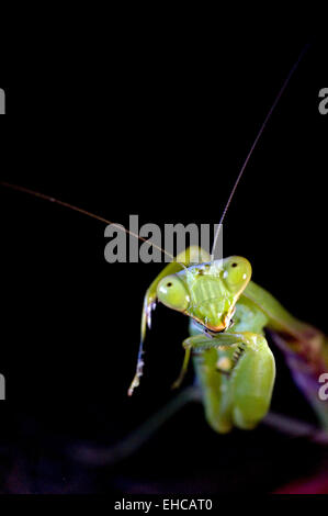 Grüne Gottesanbeterin Porträt / Mantis Religiosa Stockfoto