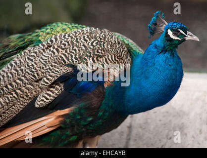 Peacock: Vogel der Juno. Künstlerische flachen DOF. Konzentrieren sich auf den Kopf Stockfoto