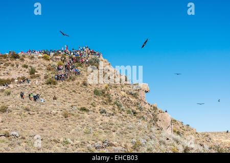 Arequipa, Peru - 30. Juli 2013: Touristen beobachten Kondore im Colca Canyon in Arequipa Peru am 30. Juli 2013 Stockfoto