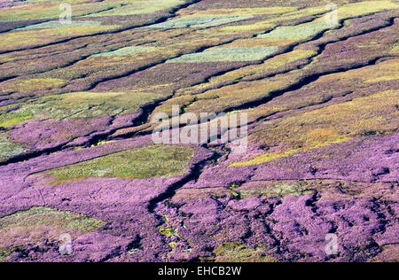 Heather Clad Moor auf Schwarz Ashop Moor, unten Kinder Scout, Peak District, Derbyshire, England Stockfoto