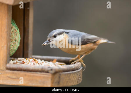 Kleiber mit Essen in Rechnung, die isoliert auf Vogelhäuschen Stockfoto