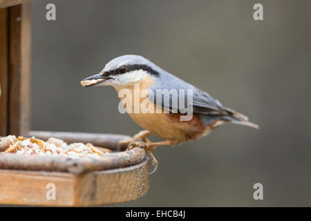 Kleiber mit Essen in Rechnung, die isoliert auf Vogelhäuschen Stockfoto