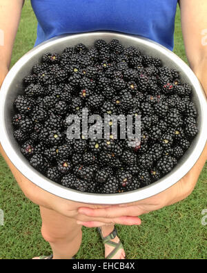 Eine Frau hält einen großen Eimer mit frisch gepflückten Brombeeren Stockfoto