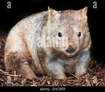 behaarte knallharte wombat Stockfoto
