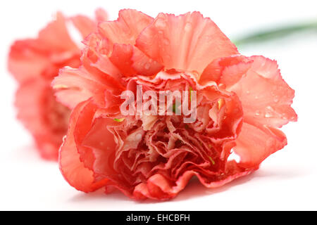Nelke Blume isoliert auf weißem Hintergrund Stockfoto