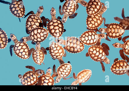 Hawksbill Schildkröten Jungtiere Schwimmen im Wasser. Stockfoto