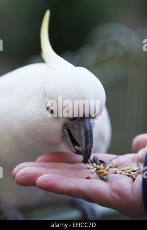 Nahaufnahme von Schwefel crested Cockatoo gefüttert mit Samen Stockfoto