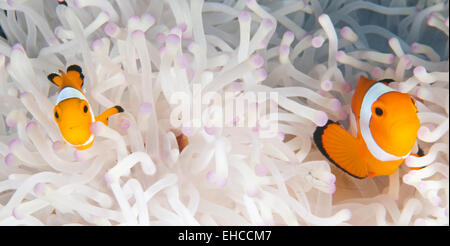 Porträt von zwei Anemonenfisch, eingebettet in weiße Anemone in Bali, Indonesien Stockfoto