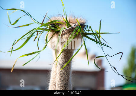 Afrikanischer Strauß (Struthio Camelus) gehört zu einer Familie Strauße (Struthionidae) sowie Einheit Strausoobraznyh (Struthioni-Formes) Stockfoto