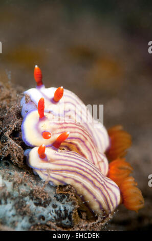 Drei Nacktschnecke (Hypselodoris Maridadilus) Stockfoto