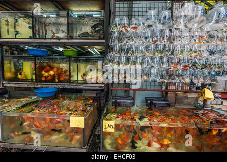 Goldfisch Markt Mong Kok Kowloon in Hong kong Stockfoto