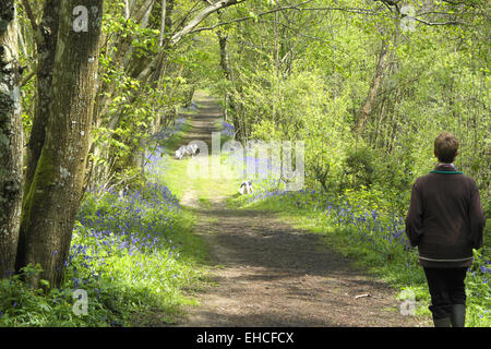 Frau, die Hunde in dichten Wäldern Brede, East Sussex, Großbritannien Stockfoto