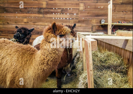 Braune Alpaka im Stall Stockfoto