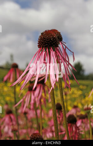 Blassen lila Echinacea Stockfoto