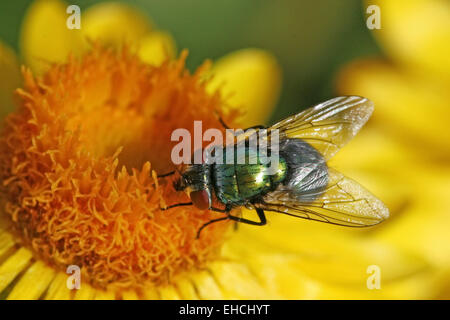Gold Fliege Stockfoto