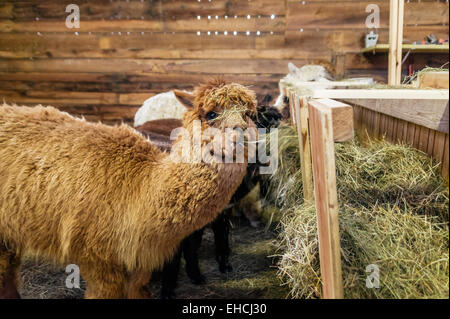 Alpaka im Stall Stockfoto