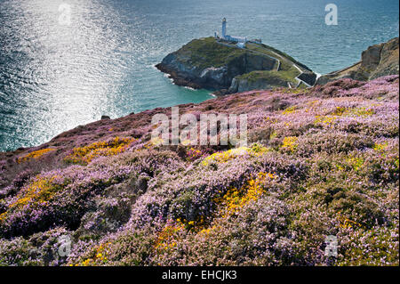 Sommer-Heather an South Stack Leuchtturm, Isle of Anglesey, North Wales, UK Stockfoto