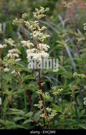 Mädesüß, Filipendula ulmaria Stockfoto