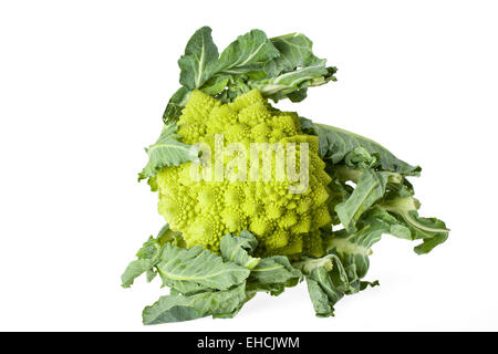 einzelne Romanesco Gemüse isoliert auf weiss Stockfoto