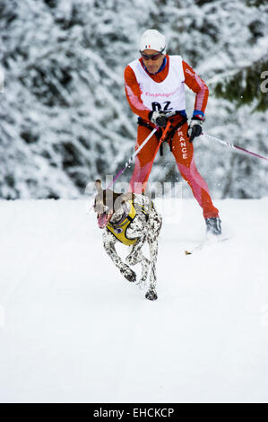 Mensch und Hund Skijöring, Sleddog World Championship 2015, Bernau, Schwarzwald, Baden-Württemberg, Deutschland Stockfoto