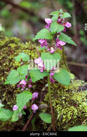 Gefleckte Toten Brennessel, Lamium maculatum Stockfoto