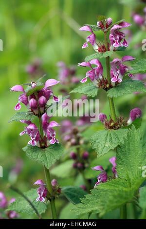 Gefleckte Toten Brennessel, Lamium maculatum Stockfoto