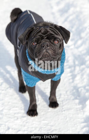 Schwarze Mops in Pullover und Jacke im Schnee Stockfoto