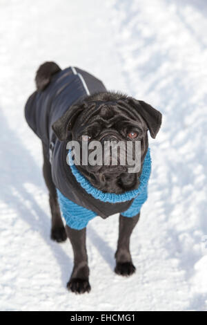 Schwarze Mops in Pullover und Jacke im Schnee Stockfoto