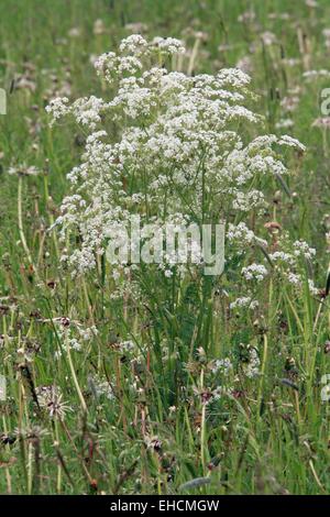 Kuh-Petersilie Stockfoto