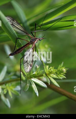 Tipula Paludosa, Crane Fly Stockfoto