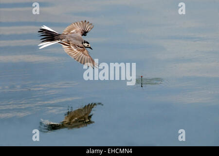 Bachstelze über dem Teich im Angriff nach Beute zu fliegen Stockfoto