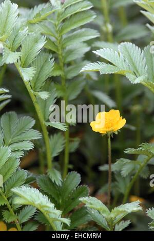 Gänse-Fingerkraut, Potentilla heisses Stockfoto