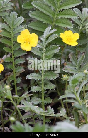 Gänse-Fingerkraut, Potentilla heisses Stockfoto