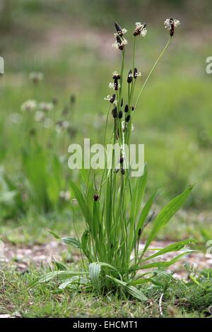 Wegerich, Plantago lanceolata Stockfoto