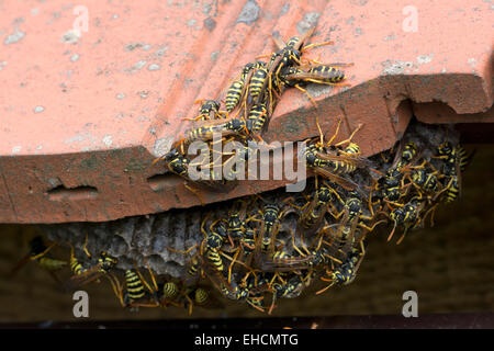 Europäische Papier Wespen (Polistes Dominula) am Nest, Burgenland, Österreich Stockfoto