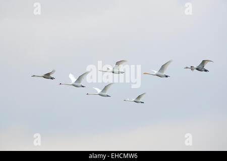 Fünf fliegende Singschwäne (Cygnus Cygnus) und zwei fliegende Höckerschwäne (Cygnus Olor), Niederlande Stockfoto