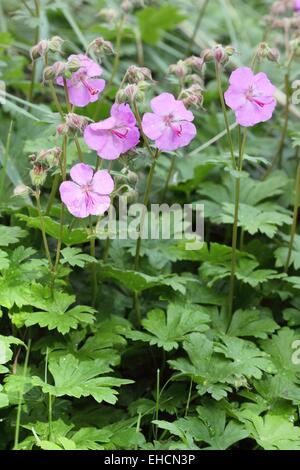 Geranium macrorrhizum Stockfoto