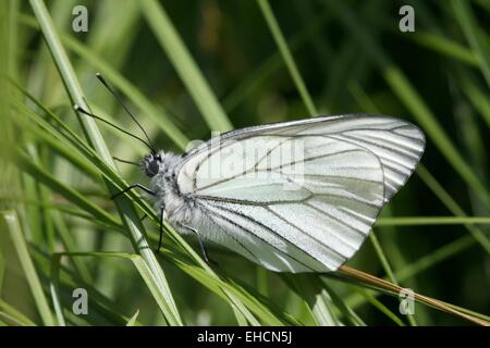 Baum weißer Schmetterling, Aporia crataegi Stockfoto