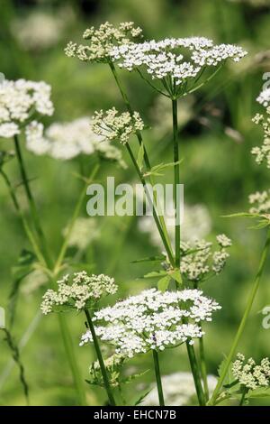 Giersch, Aegopodium podagraria Stockfoto