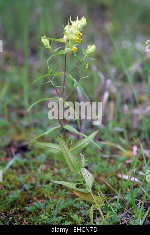 Rhinanthus alectorolophus Stockfoto