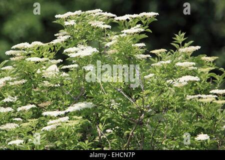 Schwarzer Holunder Stockfoto