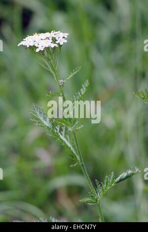 Gemeinsamen Schafgarbe, Achillea millefolium Stockfoto