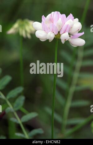 Crown Vetch, Lila Krone Wicke Stockfoto