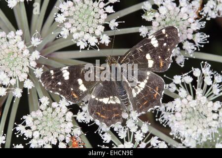 Schmetterling, Araschnia Levana Karte Stockfoto