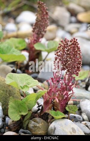 Gemeinsamen Pestwurz, Petasites hybridus Stockfoto