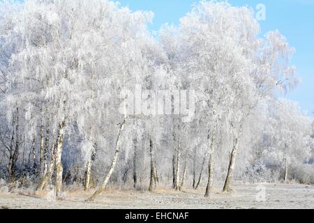 Birkenwald im frost Stockfoto