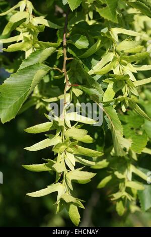 Gemeinsamen Hainbuche Stockfoto