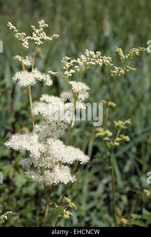 Echte Mädesüß Stockfoto